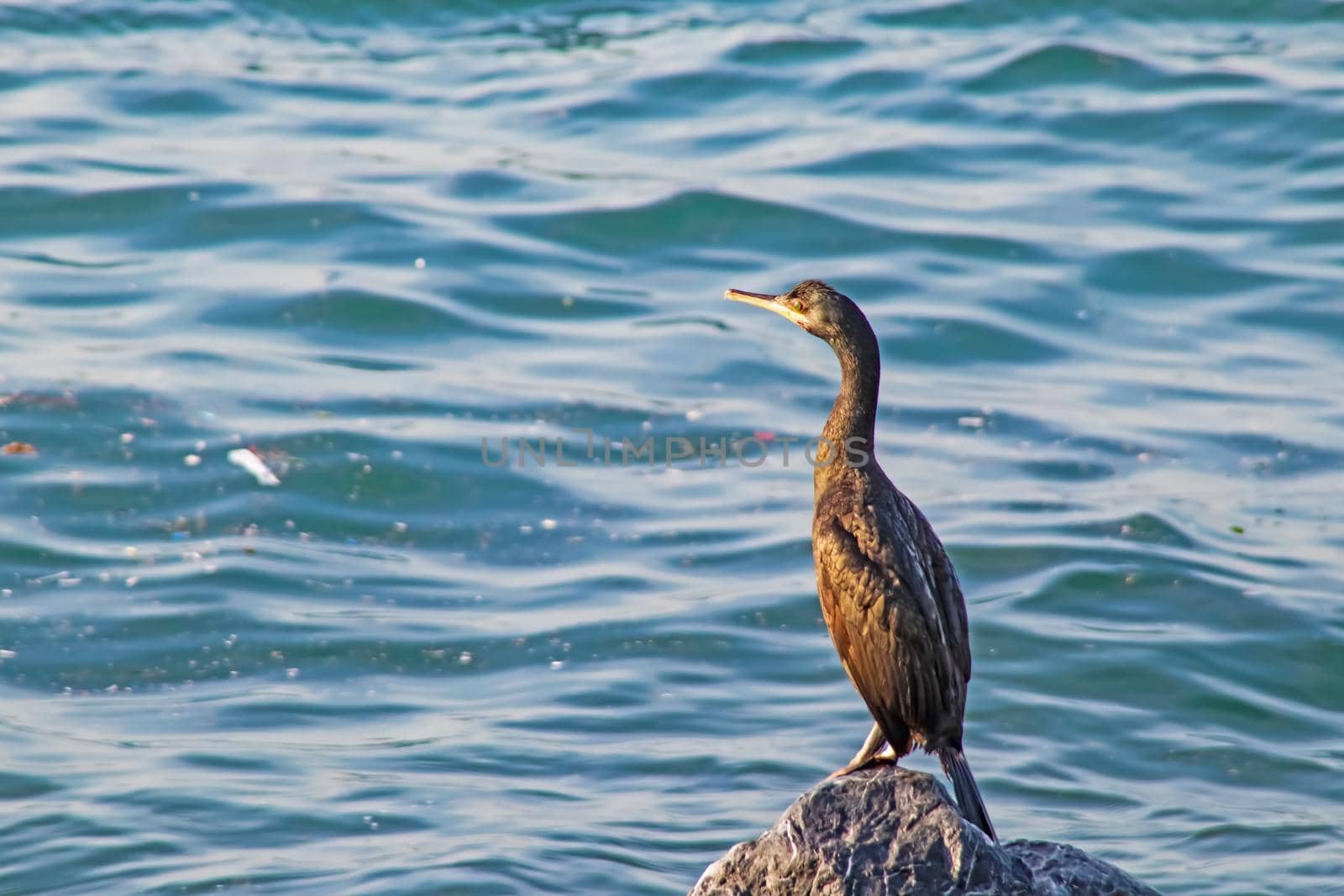 Wavy sea and cormorants on the sea cliffs by yilmazsavaskandag