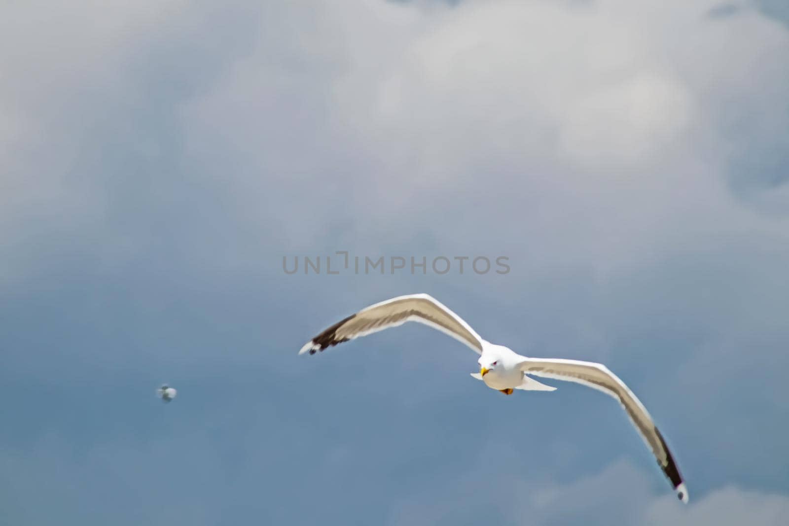 cloudy sky and flying seagull by yilmazsavaskandag