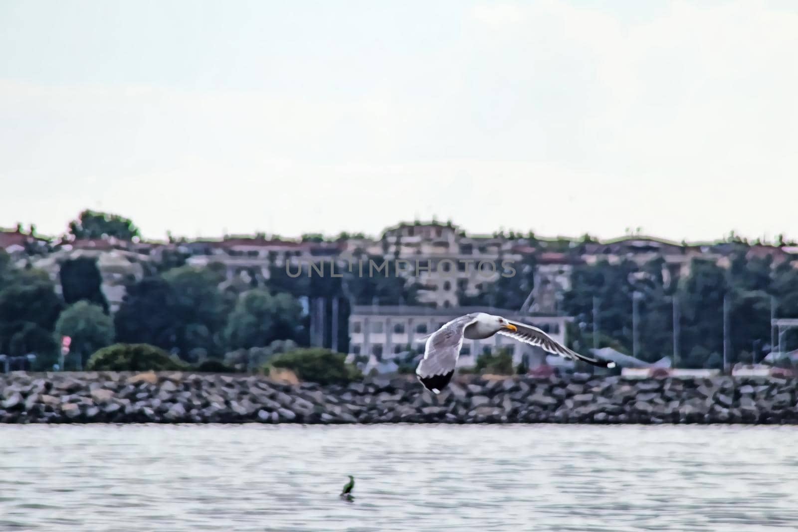 cloudy sky and flying seagull