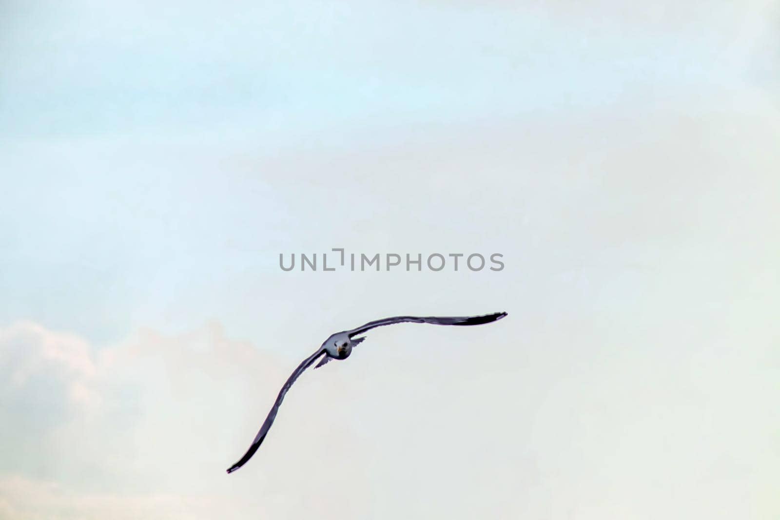 cloudy sky and flying seagull