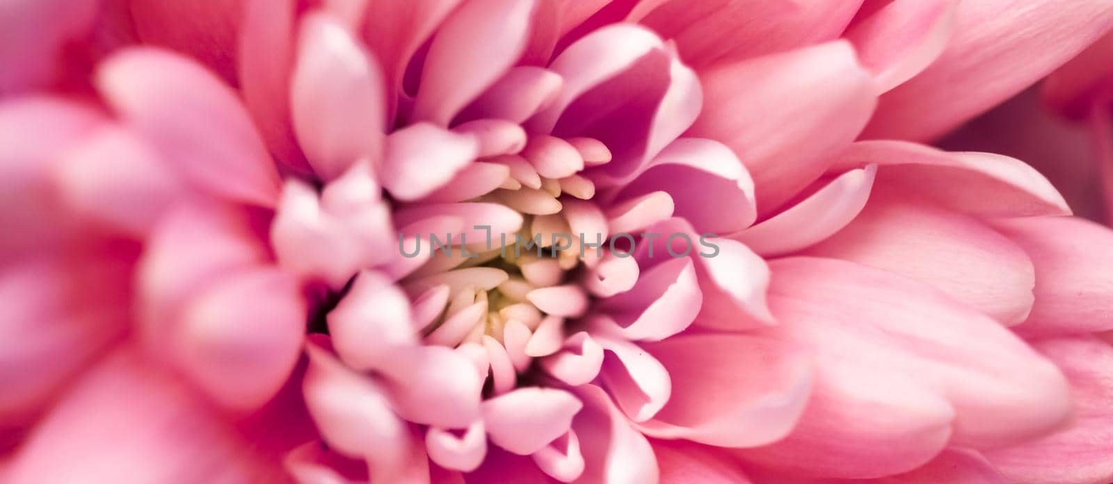 Coral daisy flower petals in bloom, abstract floral blossom art background, flowers in spring nature for perfume scent, wedding, luxury beauty brand holiday design by Anneleven