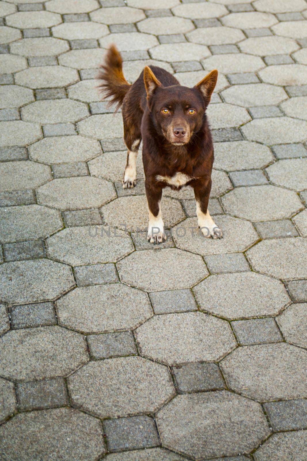 Brown dog looking to camera. Dog is close.