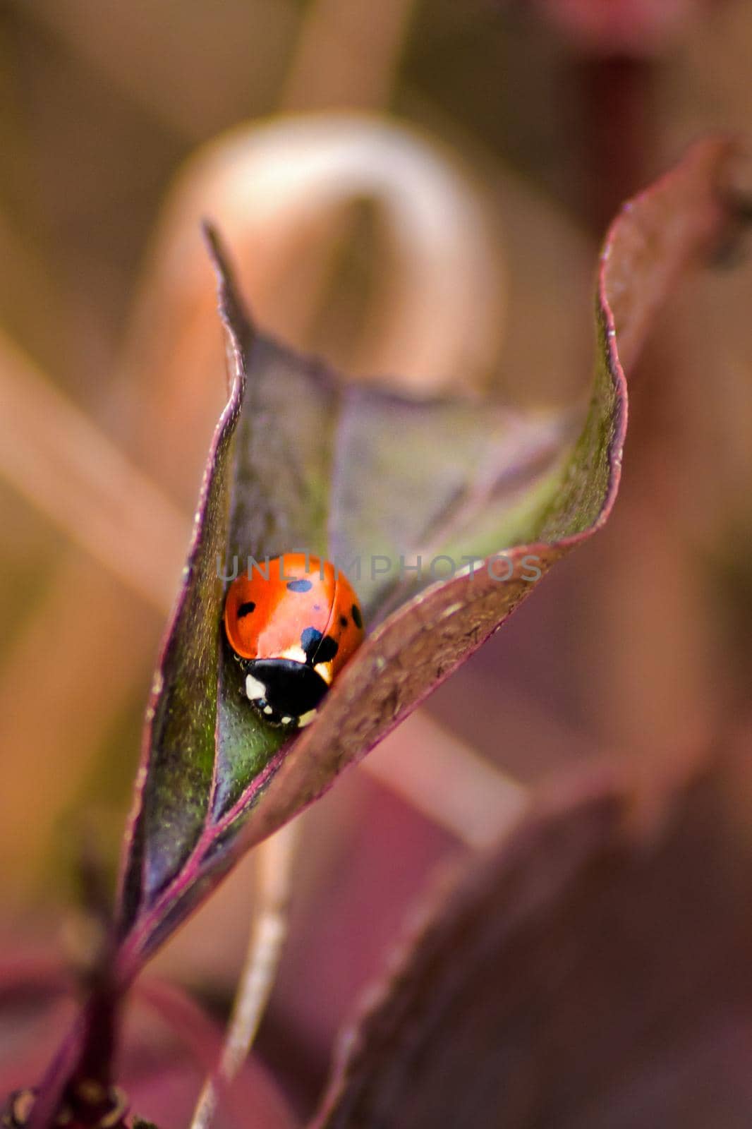 Ladybug on a leaf by zebra