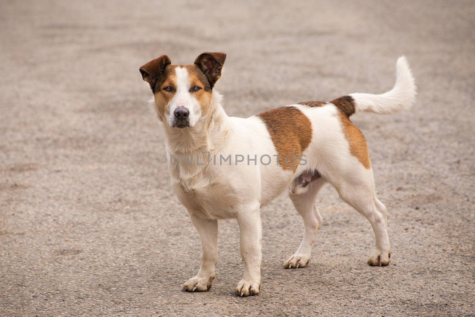 Brown and white dog is looking to camera. On a close distance.