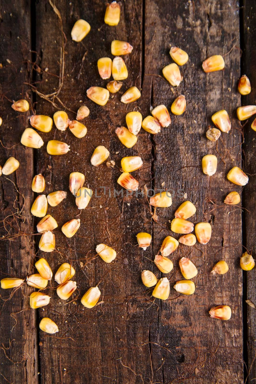 Representation of dried corn kernels ready for grinding