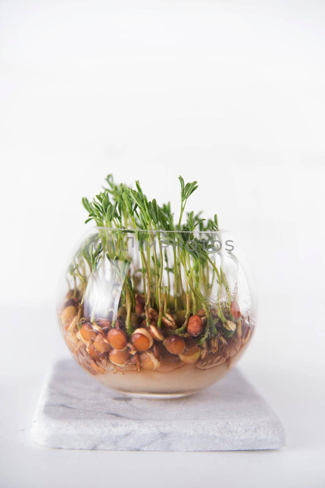 The vegetation of small seeds of lentils in a glass jar