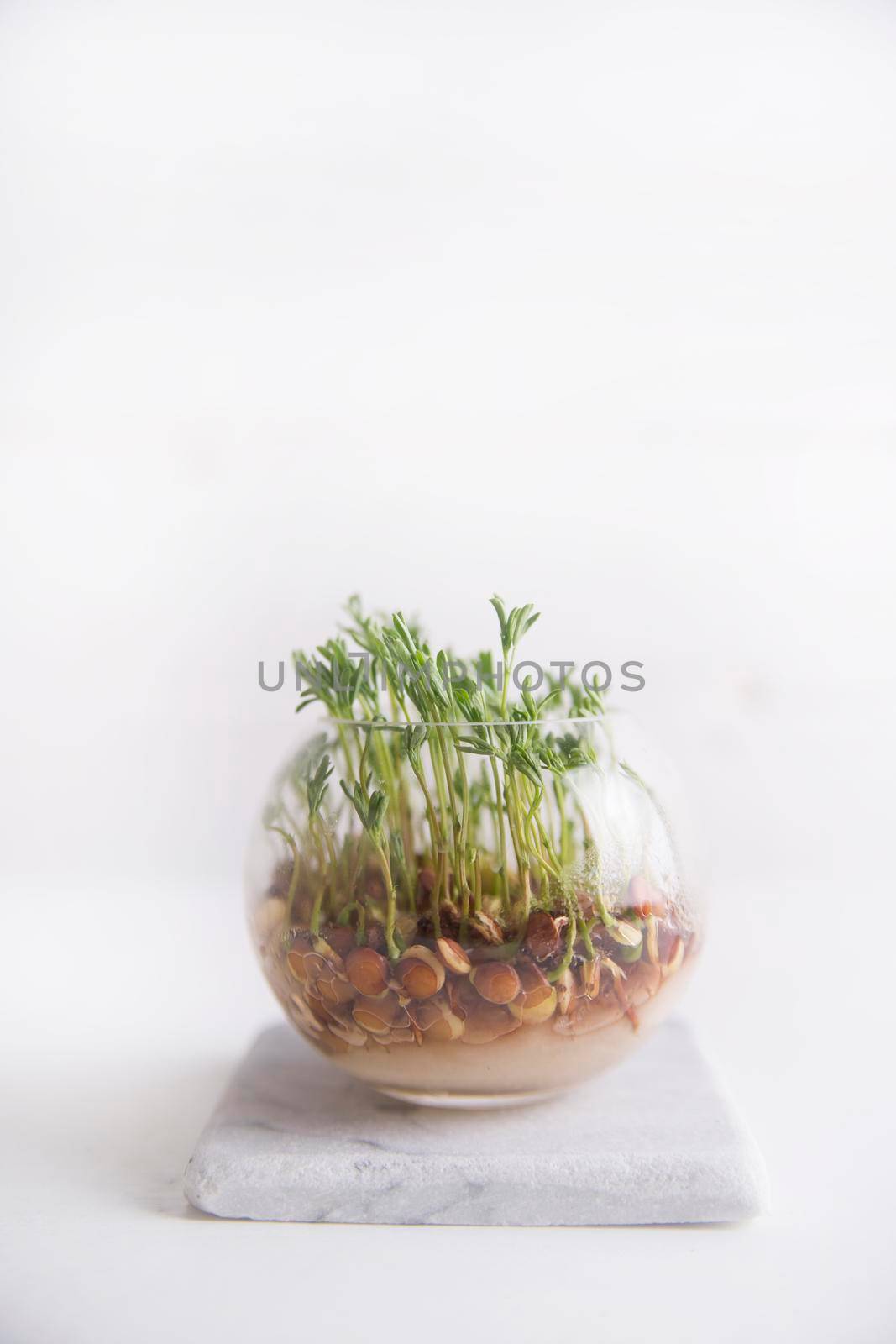 Small lentil sprouts by fotografiche.eu