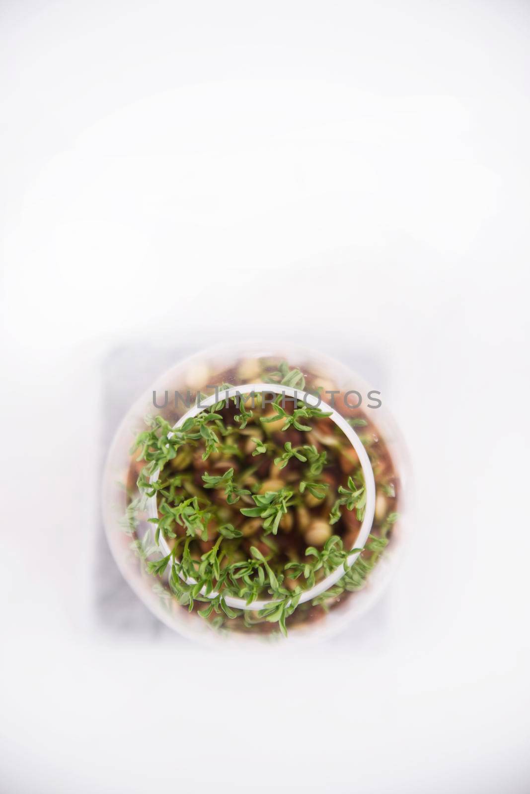 The vegetation of small seeds of lentils in a glass jar