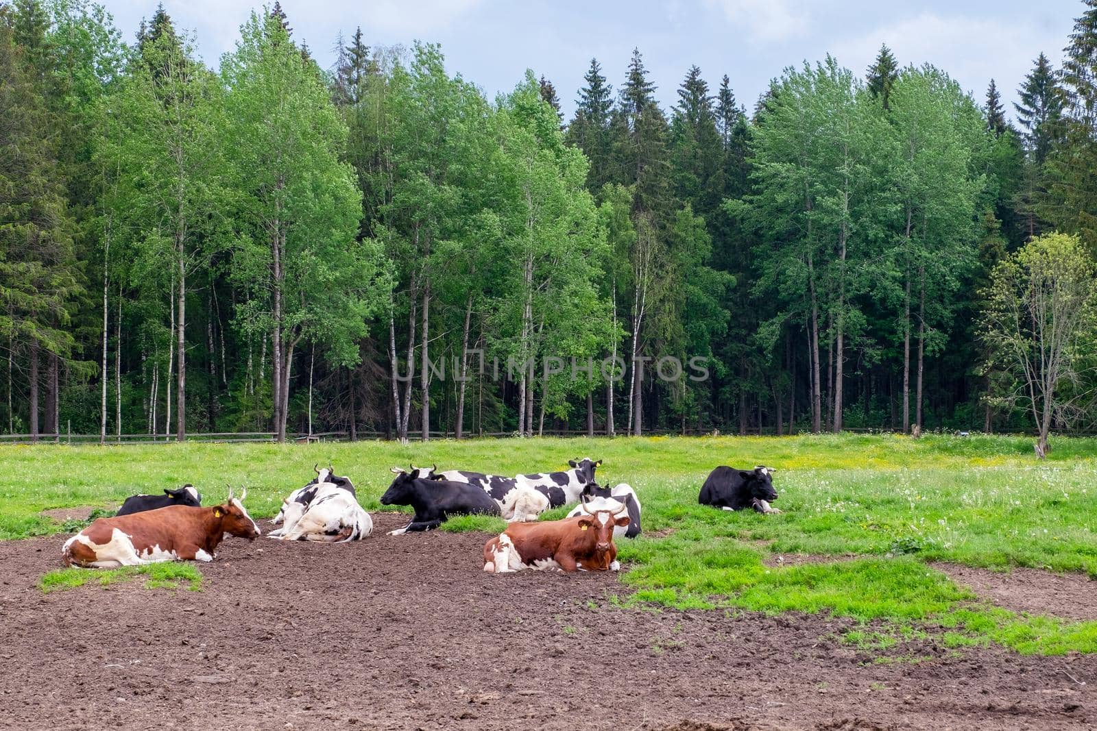 The pasture on which several well-fed farm cows lie by OlgaGubskaya