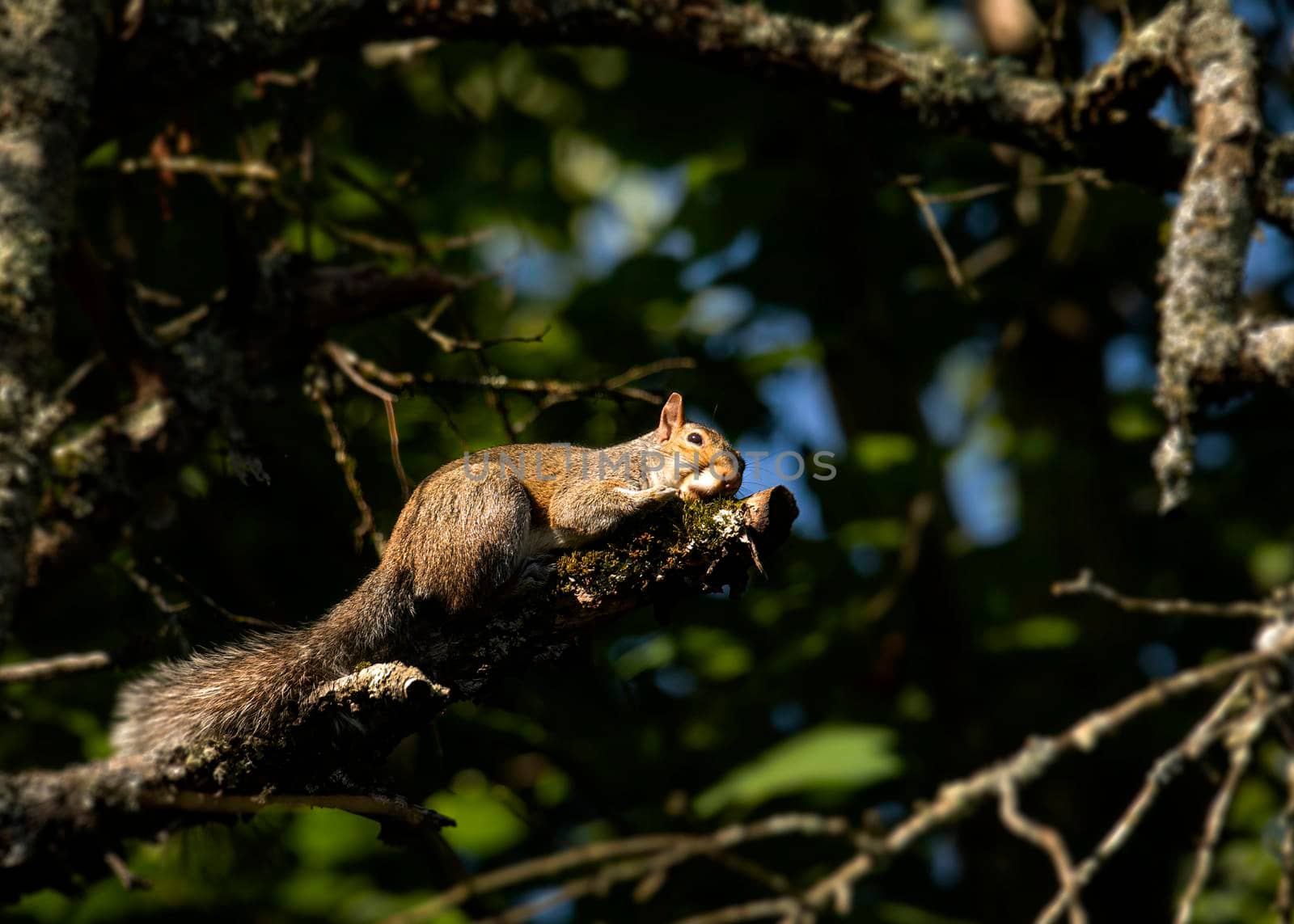 A gray squirrel is stretched put on an apple tree limb sunning itself.