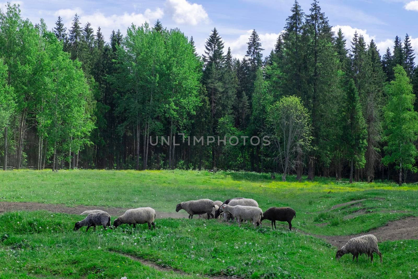 A group of farm sheep graze in the pasture against the backdrop of the forest. Countryside, farm animals. Selective focus.