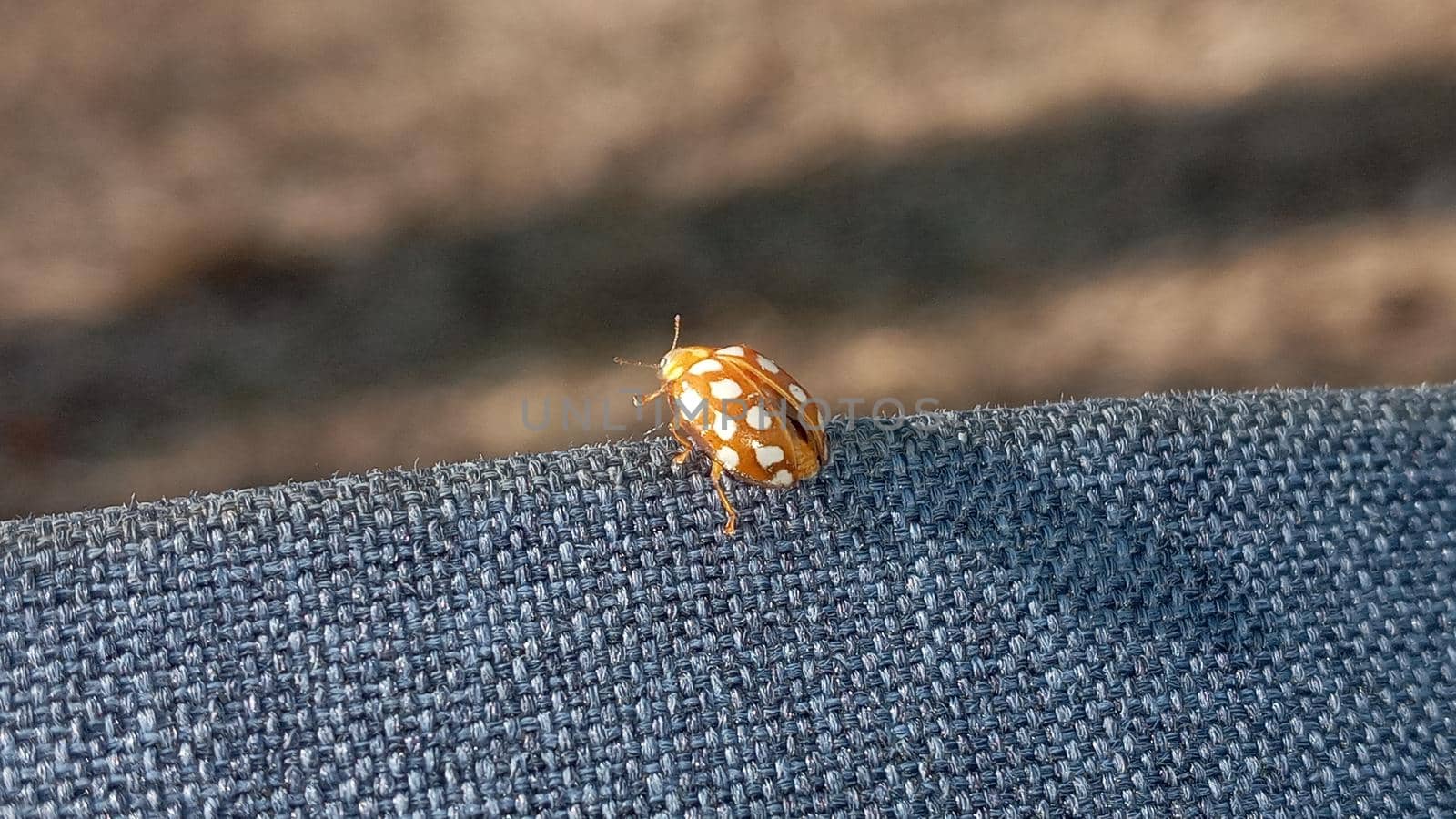 Ladybug yellow in nature in Siberia, Ladybug beetles. Calvia quatuordecimguttata. Ladybug, orange, animal, yellow, spotted. Ladybug orange waiting to molt.