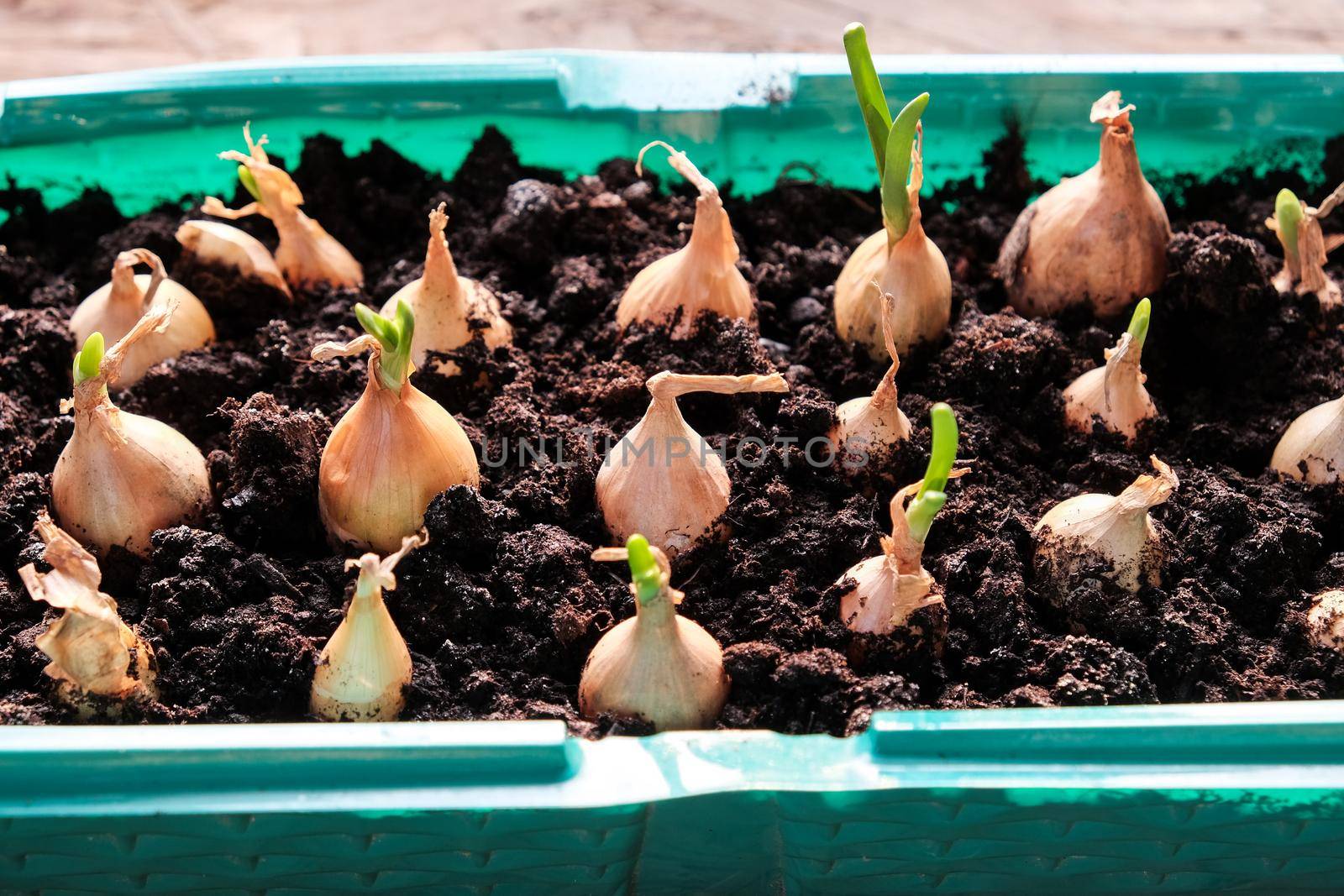 Young green onions in the ground. Growing onions on the windowsill in the house. Greens at home. Close-up view. For a gardening site.