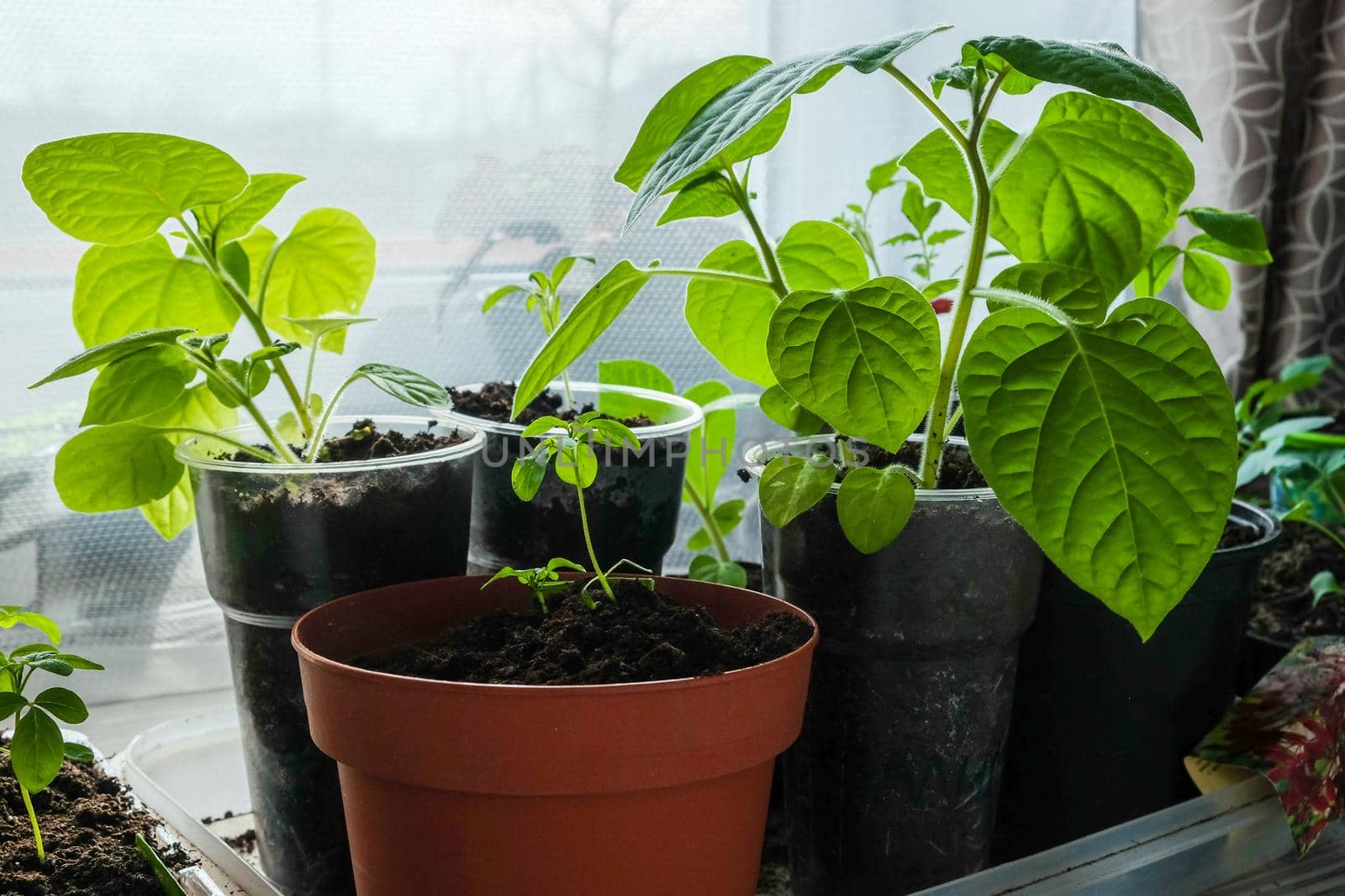 Seedlings growing in plastic cups at home kitchen.