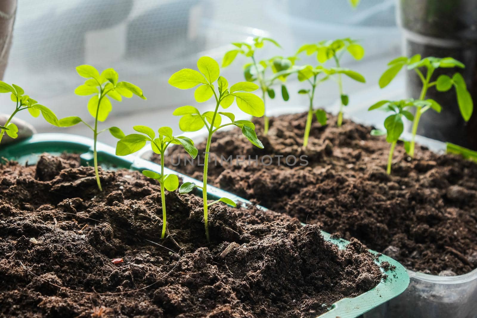 Seedlings growing in plastic cups at home kitchen.