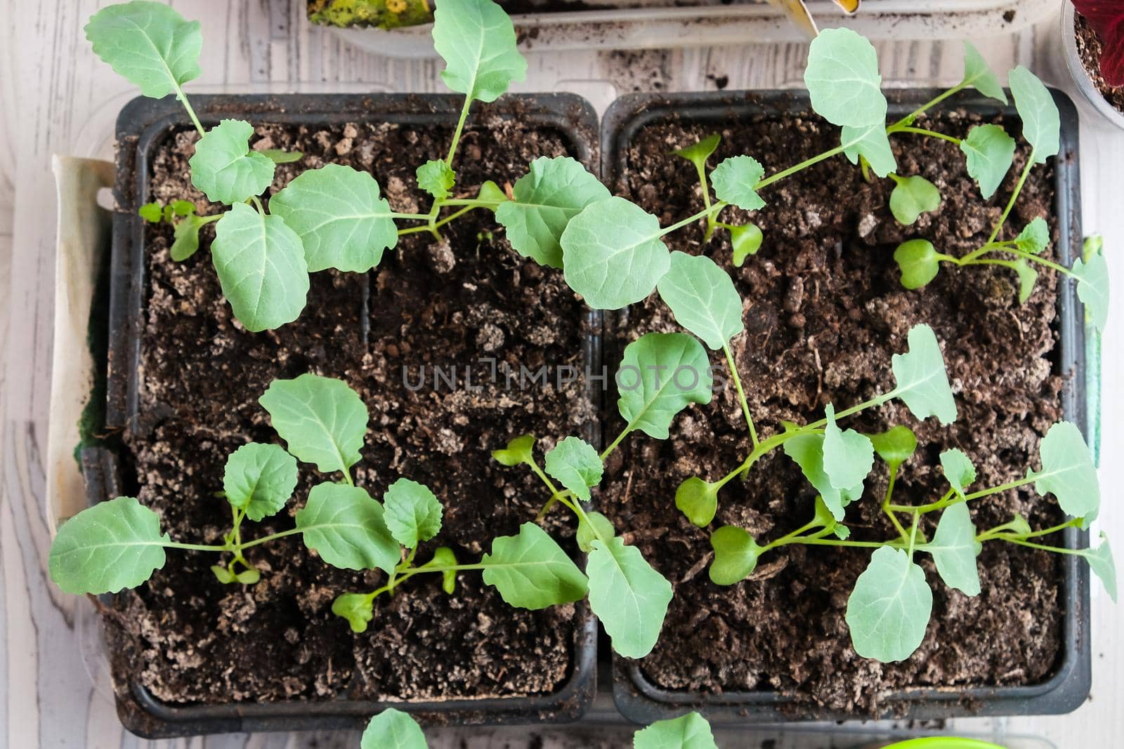 Seedlings growing in plastic cups at home kitchen.