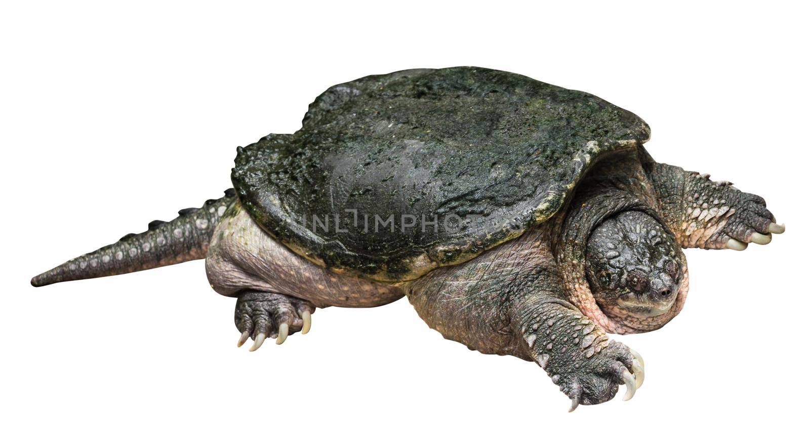 Snapping turtle ( Chelydra serpentina ) is creeping and raise one's head on white isolated background . Side view . by stockdevil
