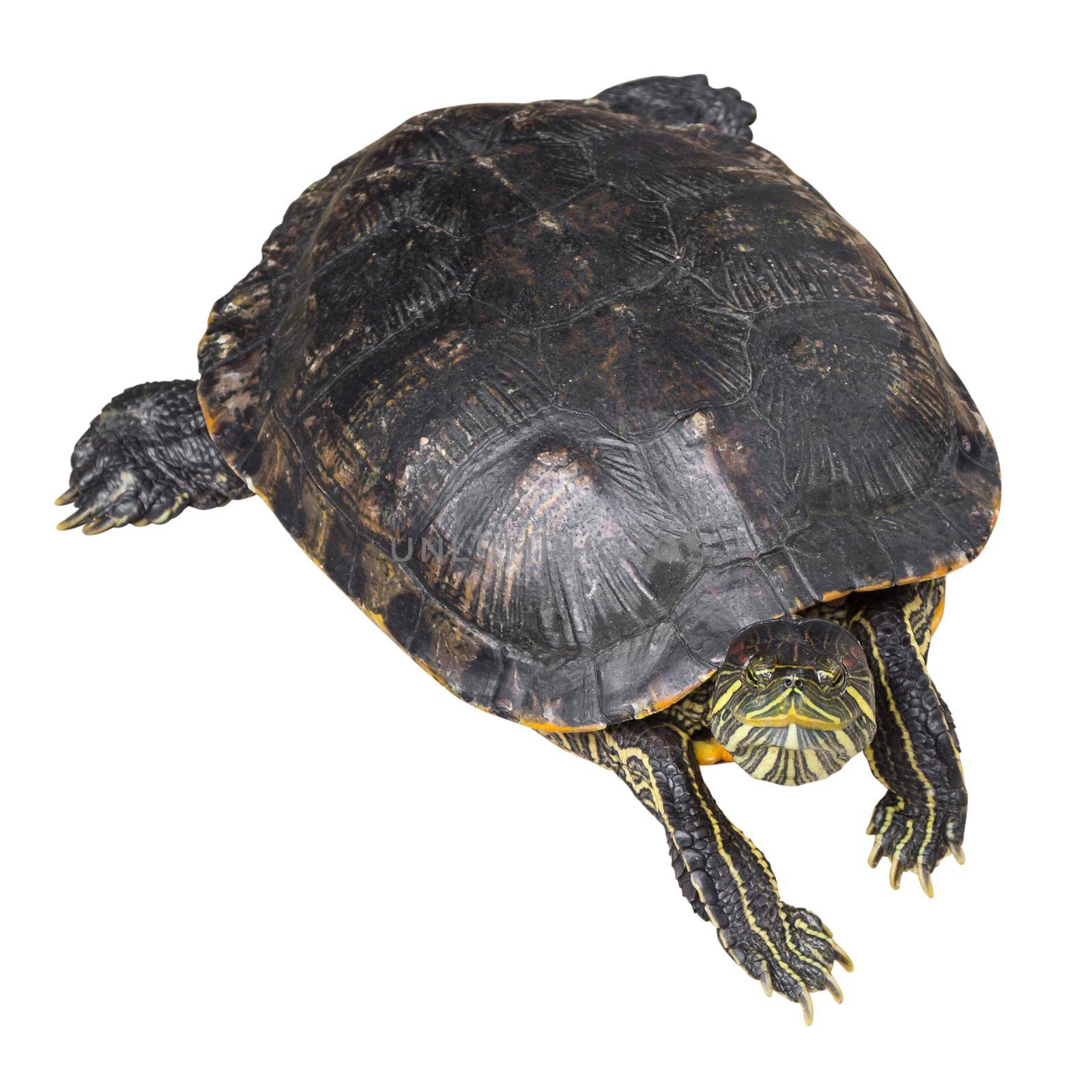 Red eared slider turtle ( Trachemys scripta elegans ) is creeping and raise one's head on white isolated background . Top view .