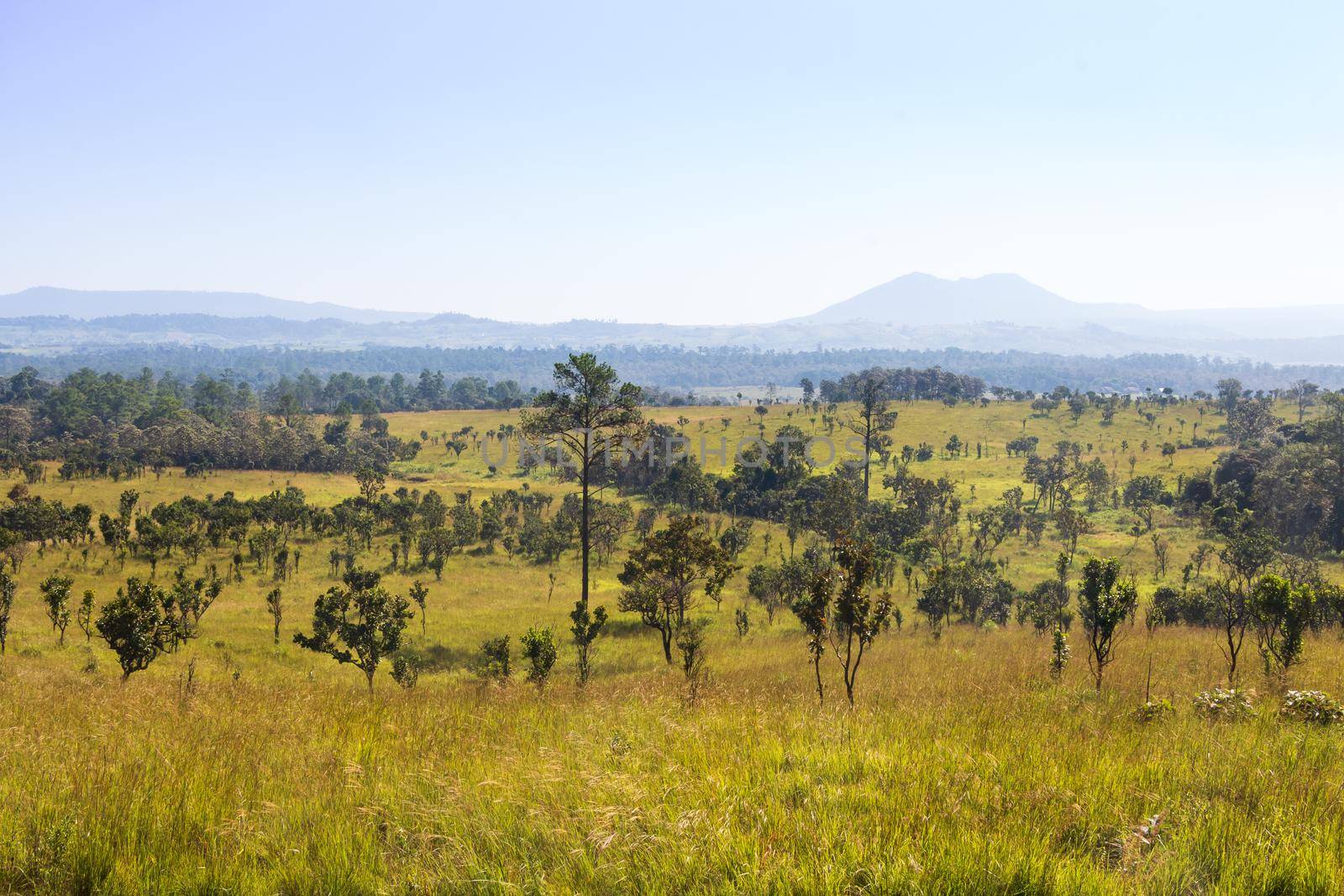 Thung salaeng Luang National Park . Savannah field and pine tree . Phetchabun and Phitsanulok province . Northern of Thailand . Landscape view . by stockdevil