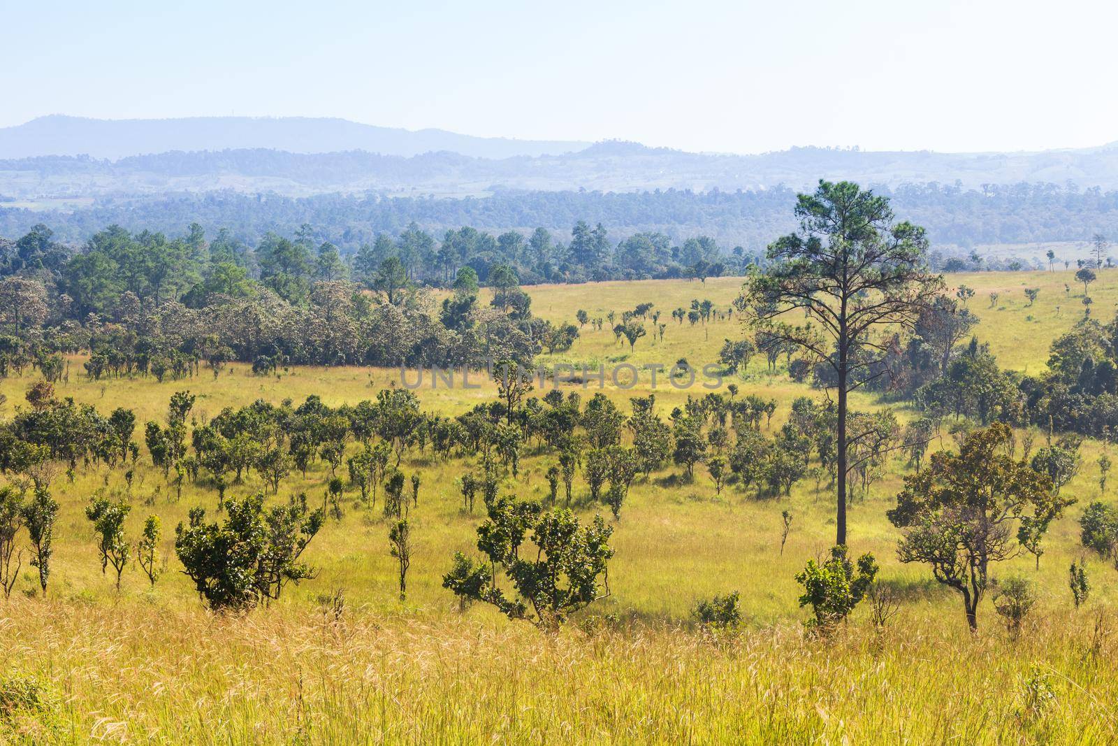 Thung salaeng Luang National Park . Savannah field and pine tree . Phetchabun and Phitsanulok province . Northern of Thailand . Landscape view . by stockdevil