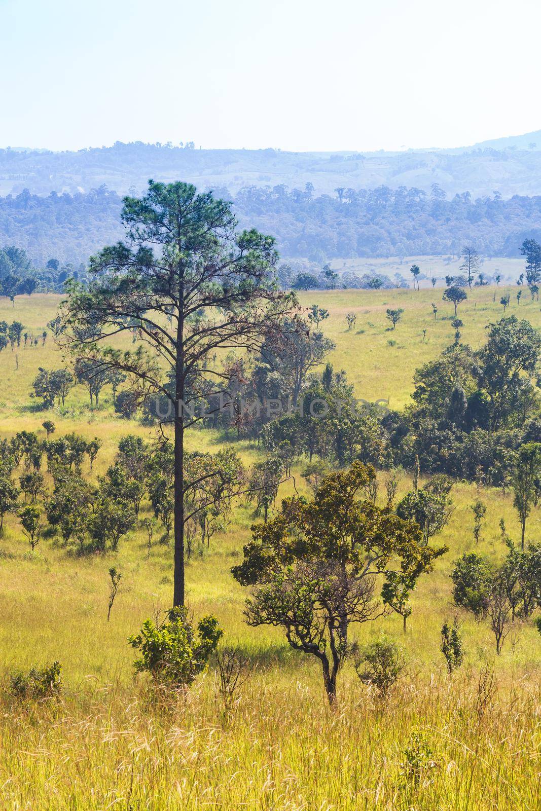 Thung salaeng Luang National Park . Savannah field and pine tree . Phetchabun and Phitsanulok province . Northern of Thailand . Telephoto view . by stockdevil