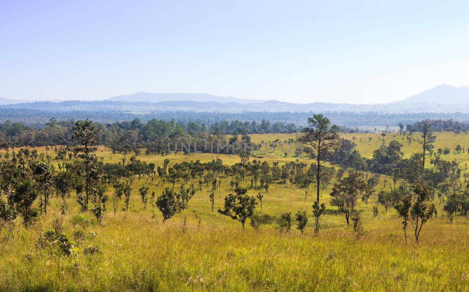 Thung salaeng Luang National Park . Savannah field and pine tree . Phetchabun and Phitsanulok province . Northern of Thailand . Landscape view . by stockdevil