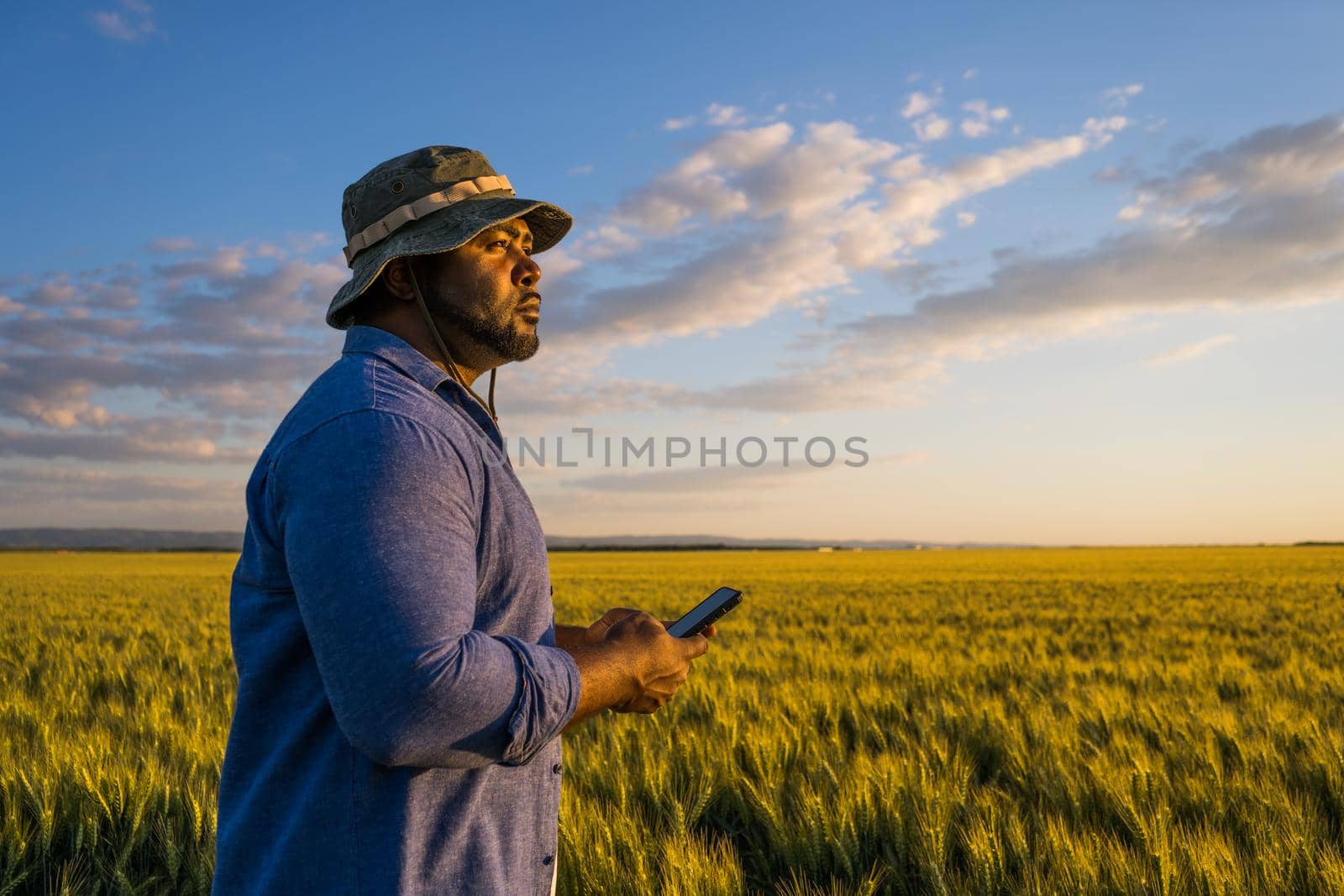 Farmer is standing in his growing wheat field. He is examining crops after sowing.