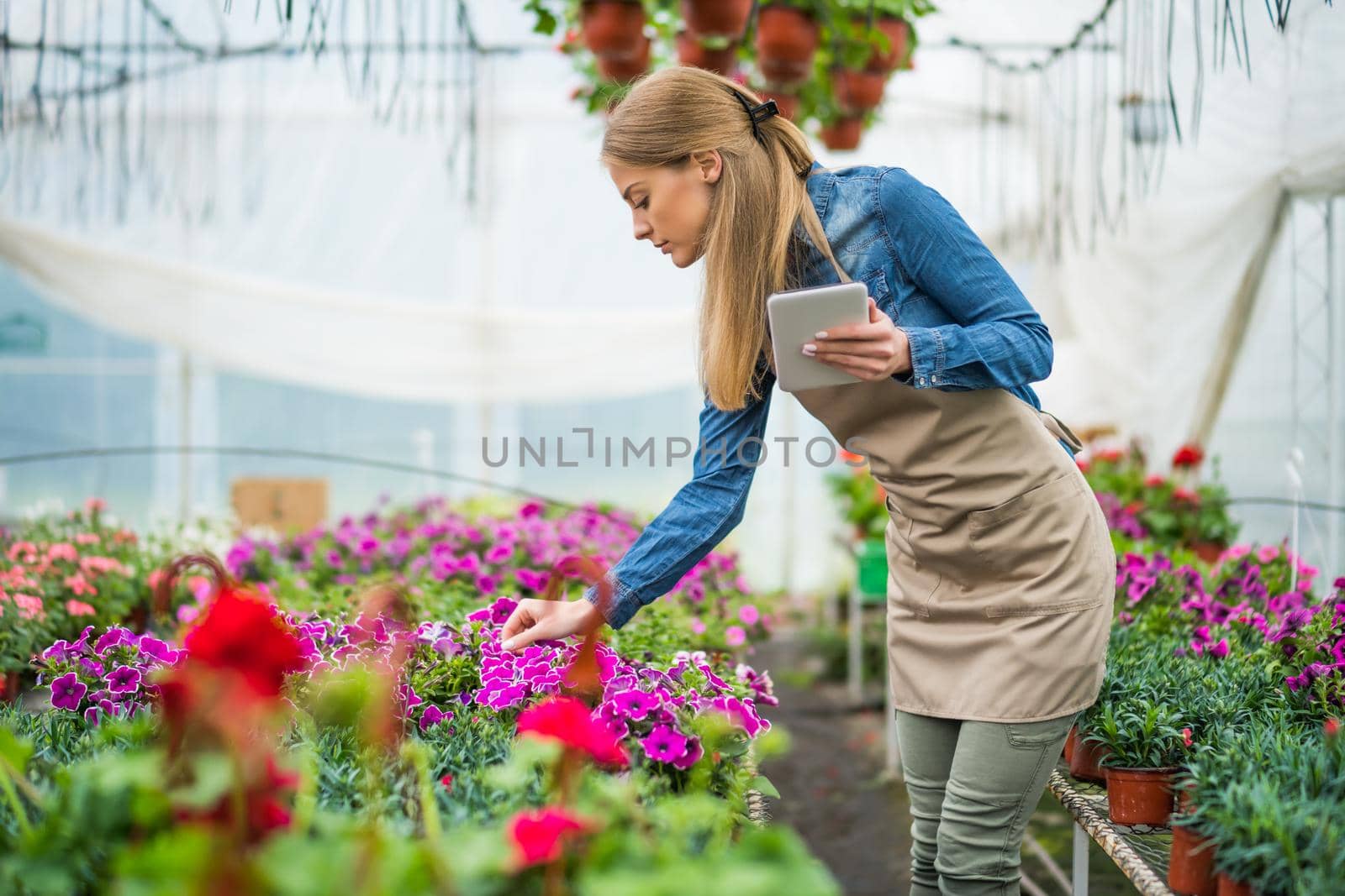 Woman is working in small business greenhouse store. She is examining plants. Female entrepreneur.