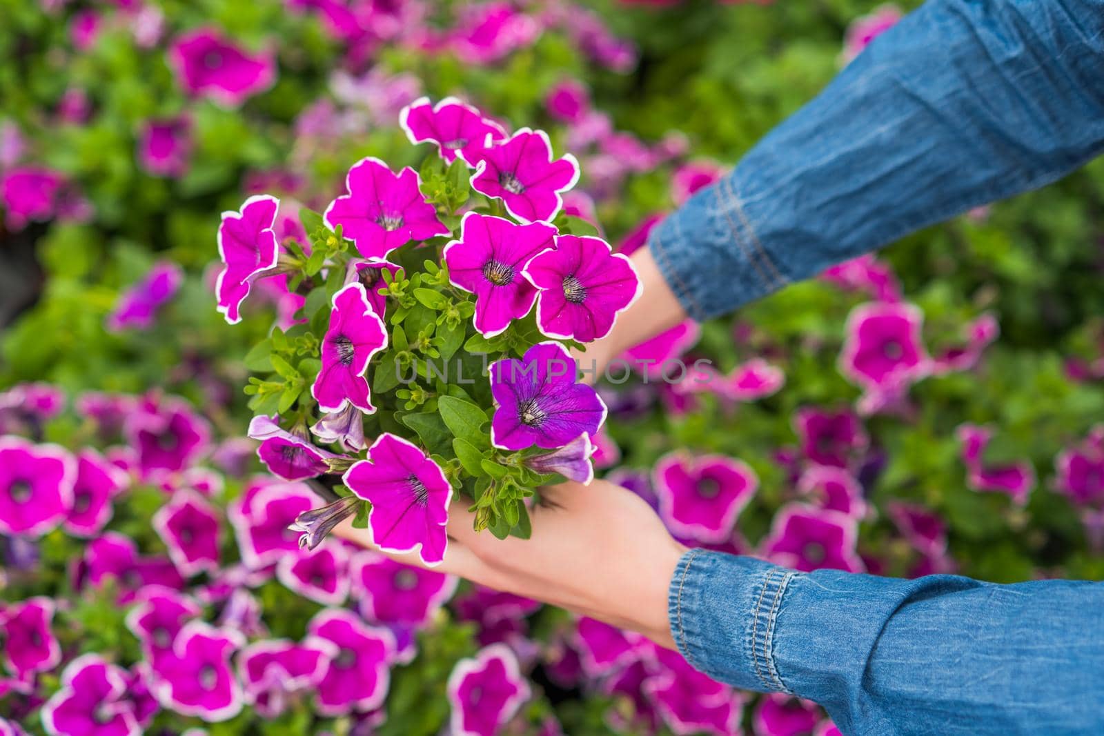 Woman is working in small business greenhouse store. She is examining plants. Female entrepreneur.