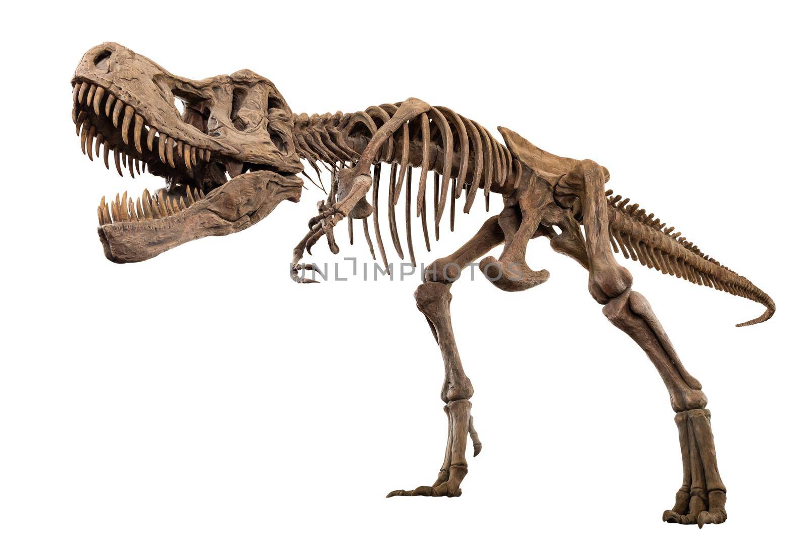 Tyrannosaurus Rex skeleton on isolated background . Embedded clipping paths . by stockdevil