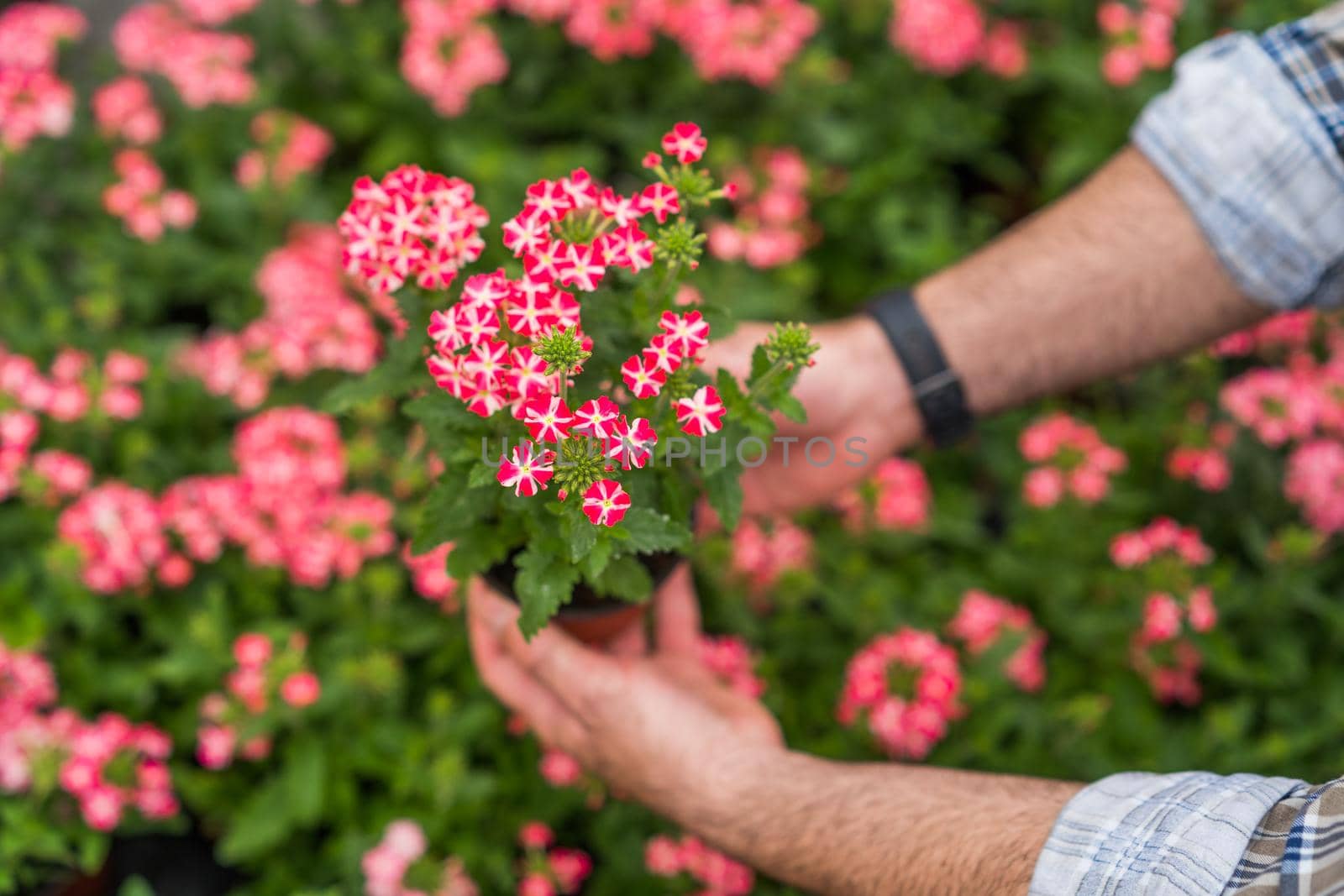 Man is working in small business greenhouse store. He is examining plants.