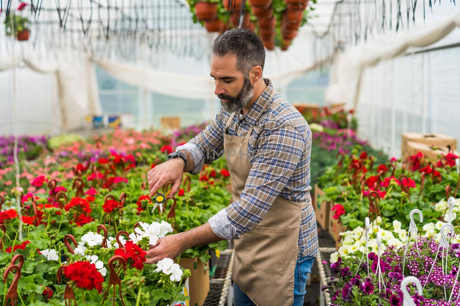 Man is working in small business greenhouse store. He is examining plants.
