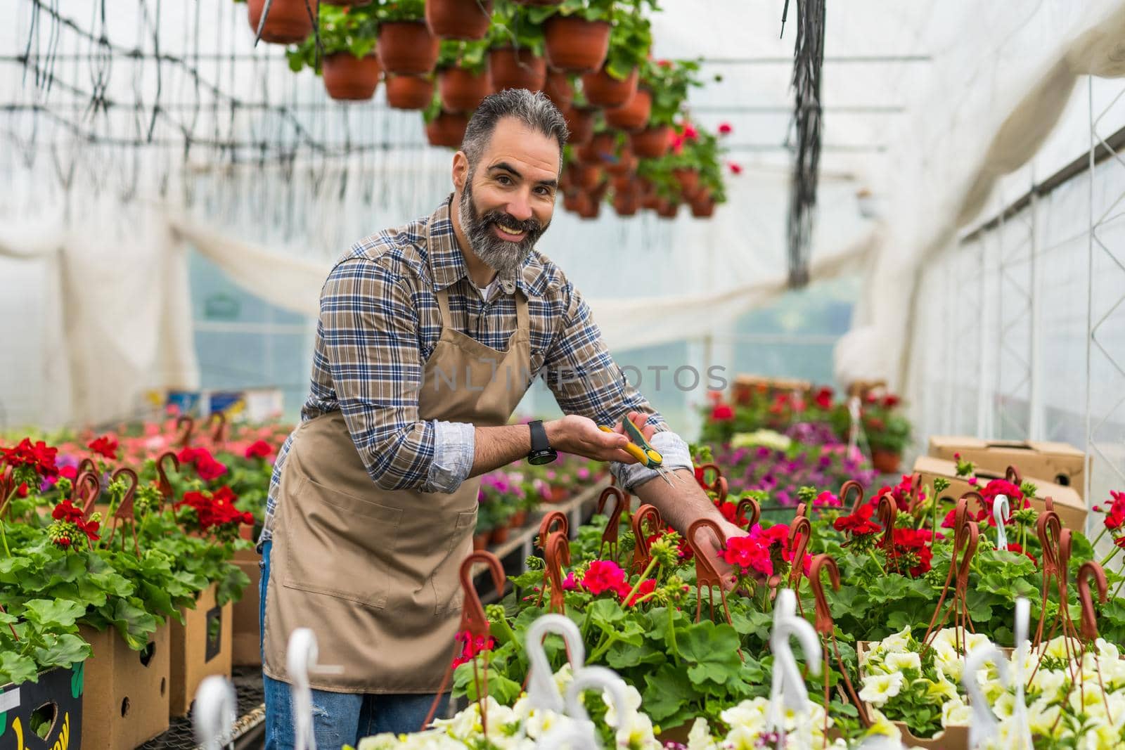 Man is working in small business greenhouse store. He is examining plants.