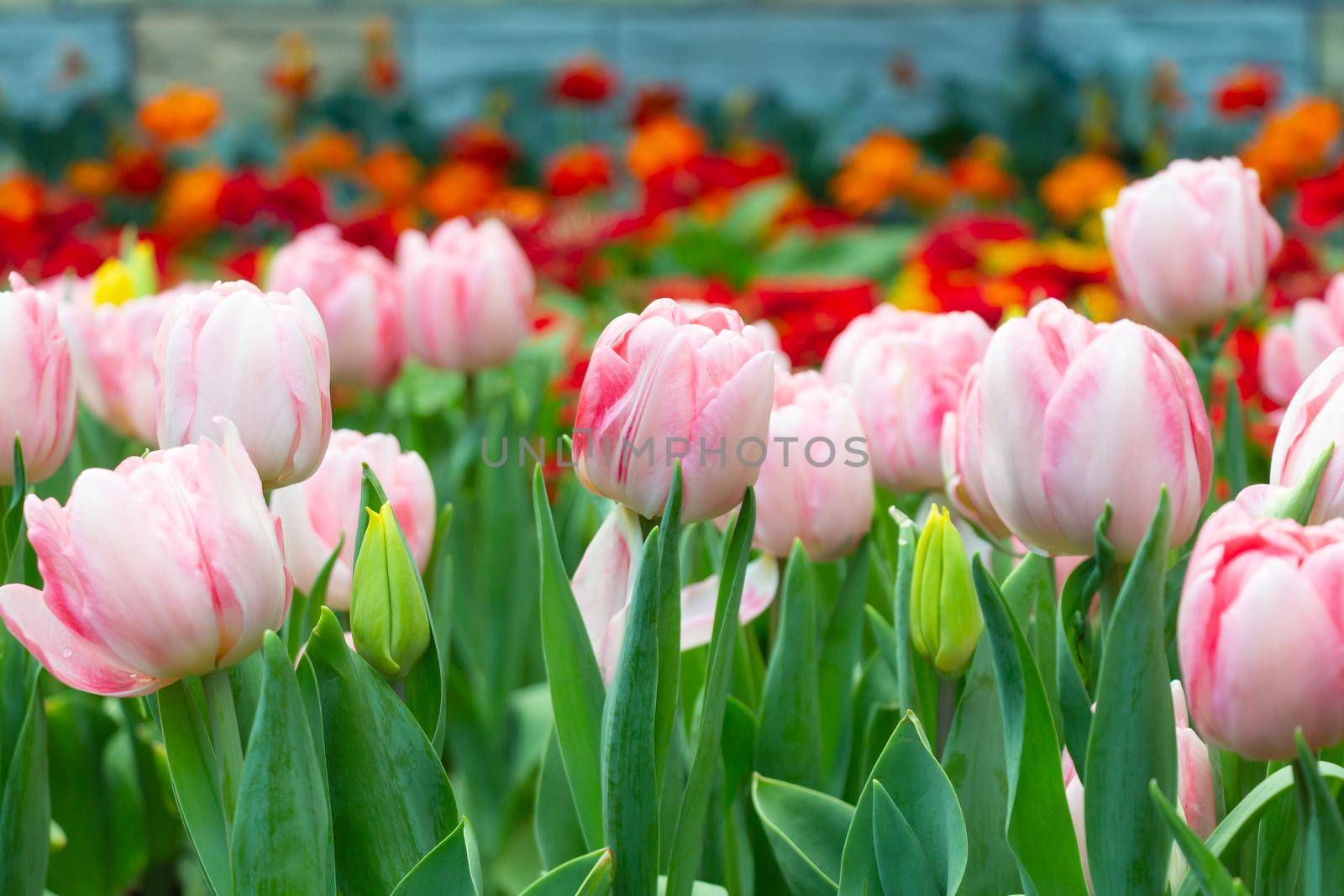 Tulip flowers in garden . Pink and red color . by stockdevil