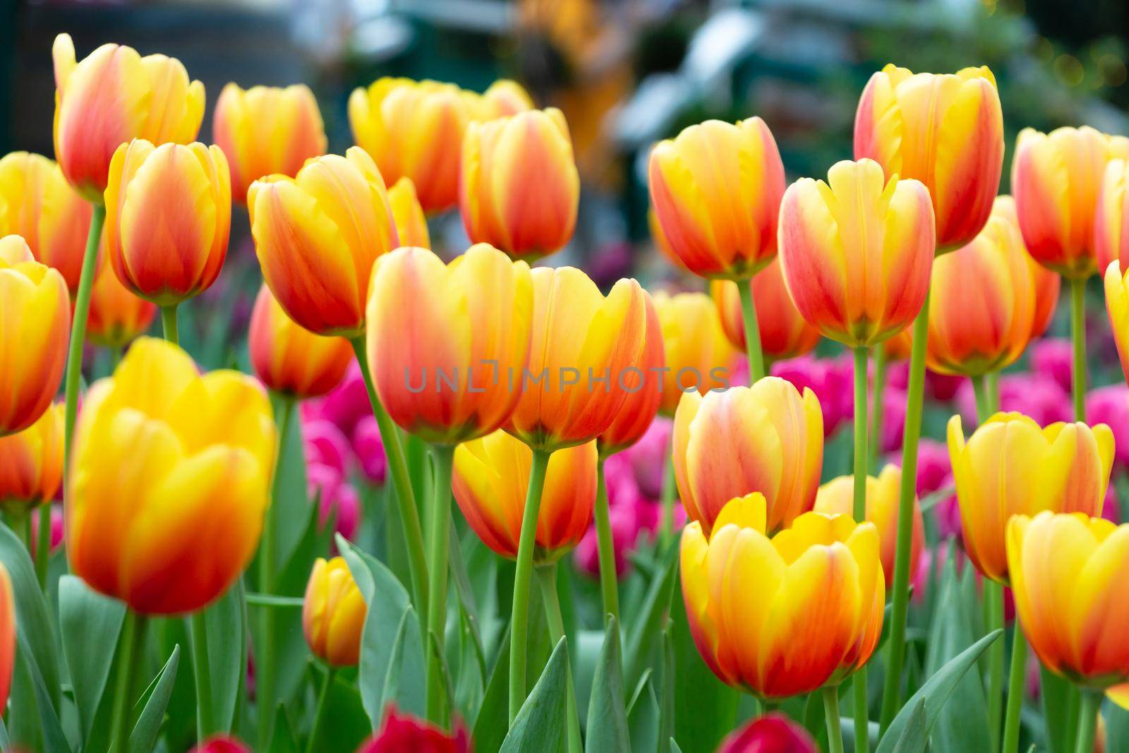 Tulip flowers in garden . Orange and pink color .