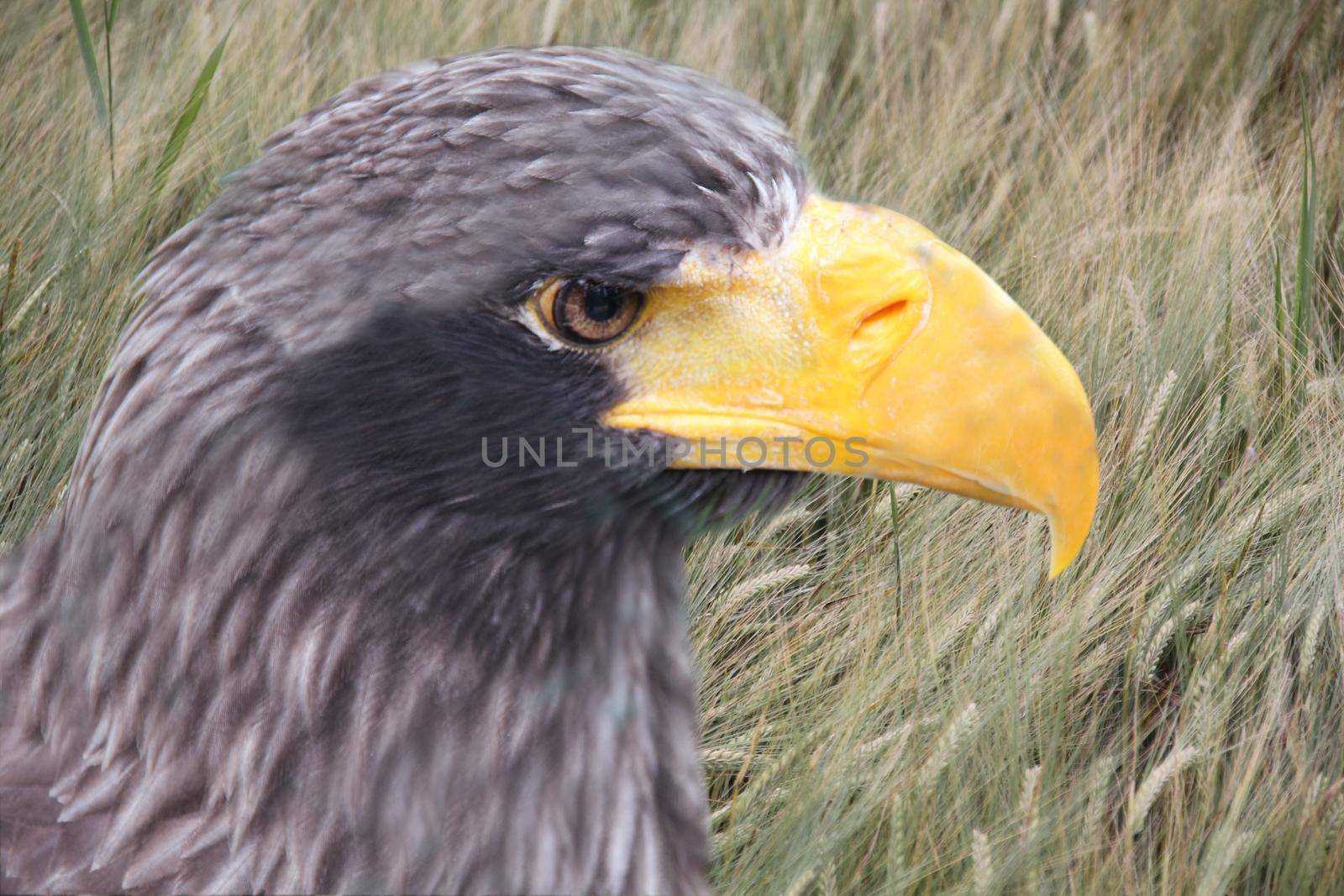 A close up of a bird of prey. His head is black and his huge beak is yellow