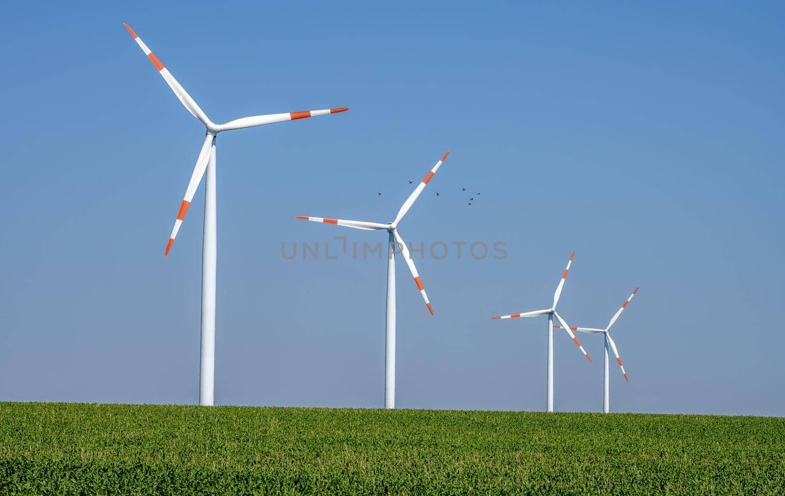 Modern wind turbines in a grainfield by elxeneize