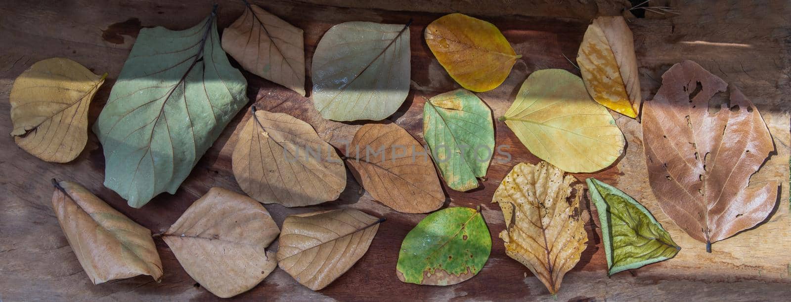 Dry leaves on rustic old wooden background. Textures of many dried leaf, Copy space, Selective focus.