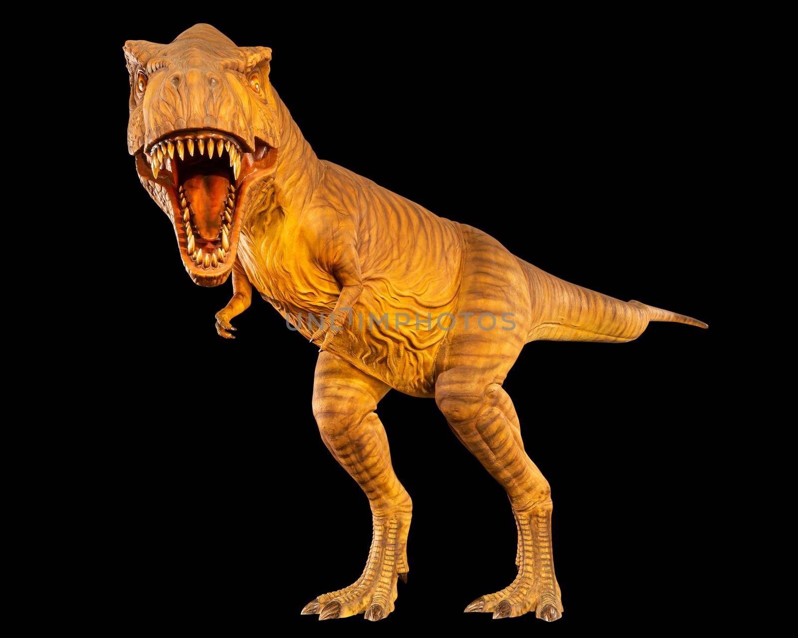 Tyrannosaurus rex ( T-rex ) is walking and open mouth . Front view . Black isolated background . Dinosaur in jurassic peroid . Embedded clipping paths .