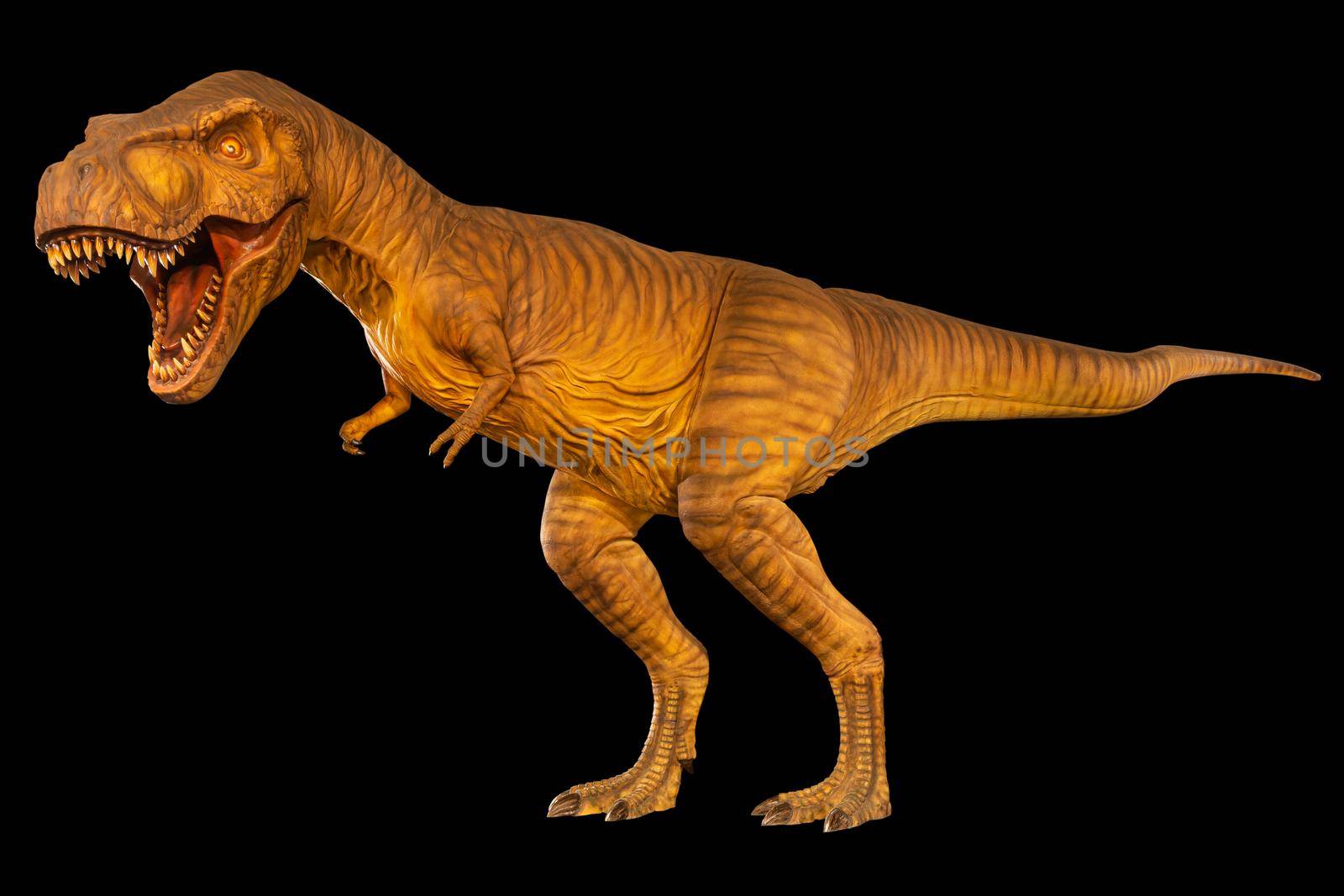 Tyrannosaurus rex ( T-rex ) is walking and open mouth . Side view . Black isolated background . Dinosaur in jurassic peroid . Embedded clipping paths .
