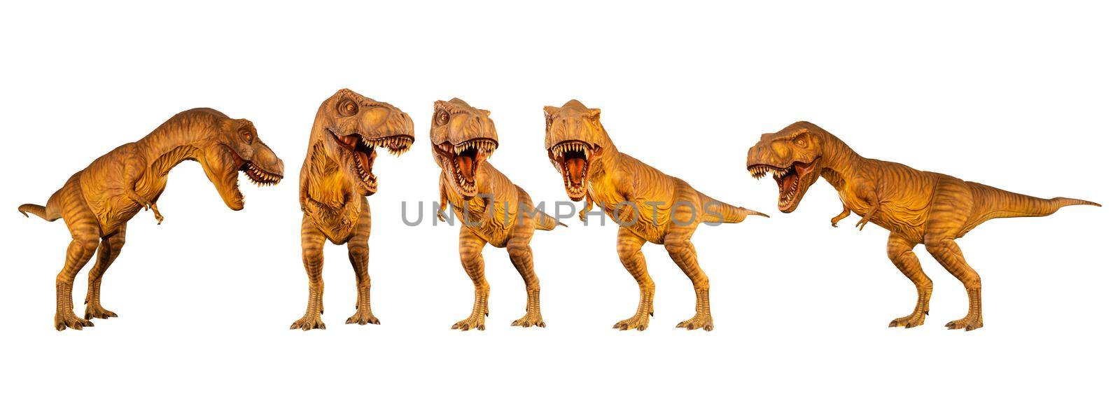 Tyrannosaurus rex ( T-rex ) is walking and snarling . Set of various dinosaur posture . White isolated background . by stockdevil
