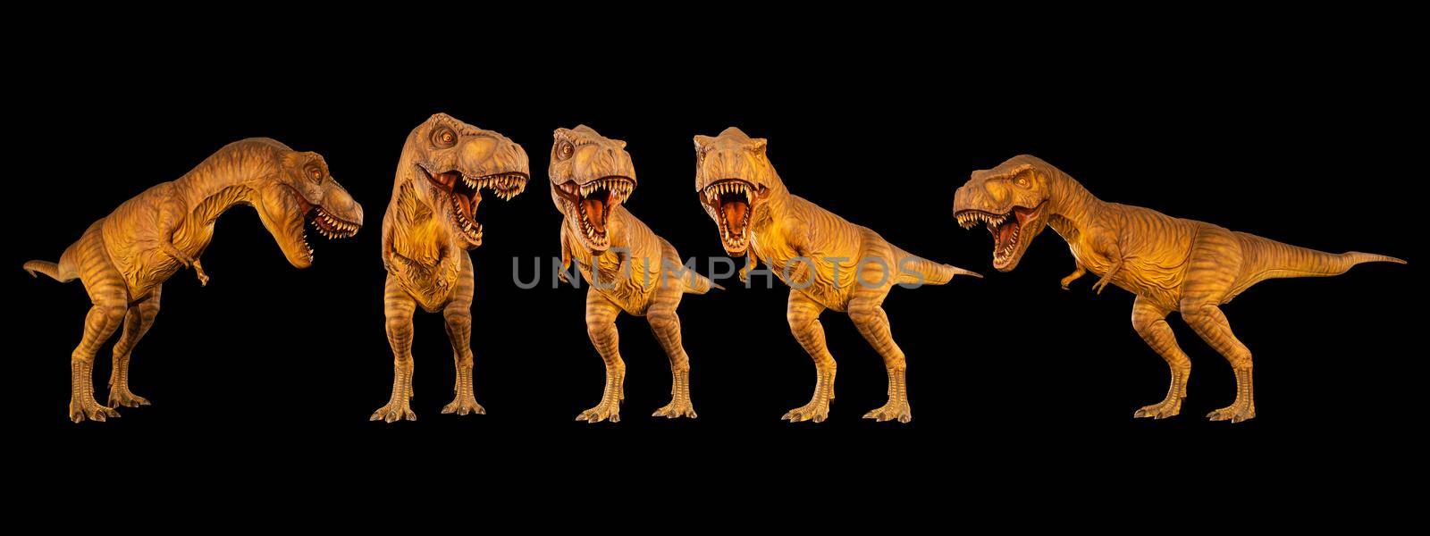 Tyrannosaurus rex ( T-rex ) is walking and snarling . Set of various dinosaur posture . Black isolated background .
