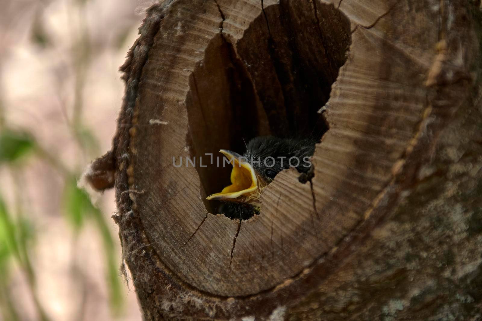 Small bird in a nest inside a tree by raul_ruiz