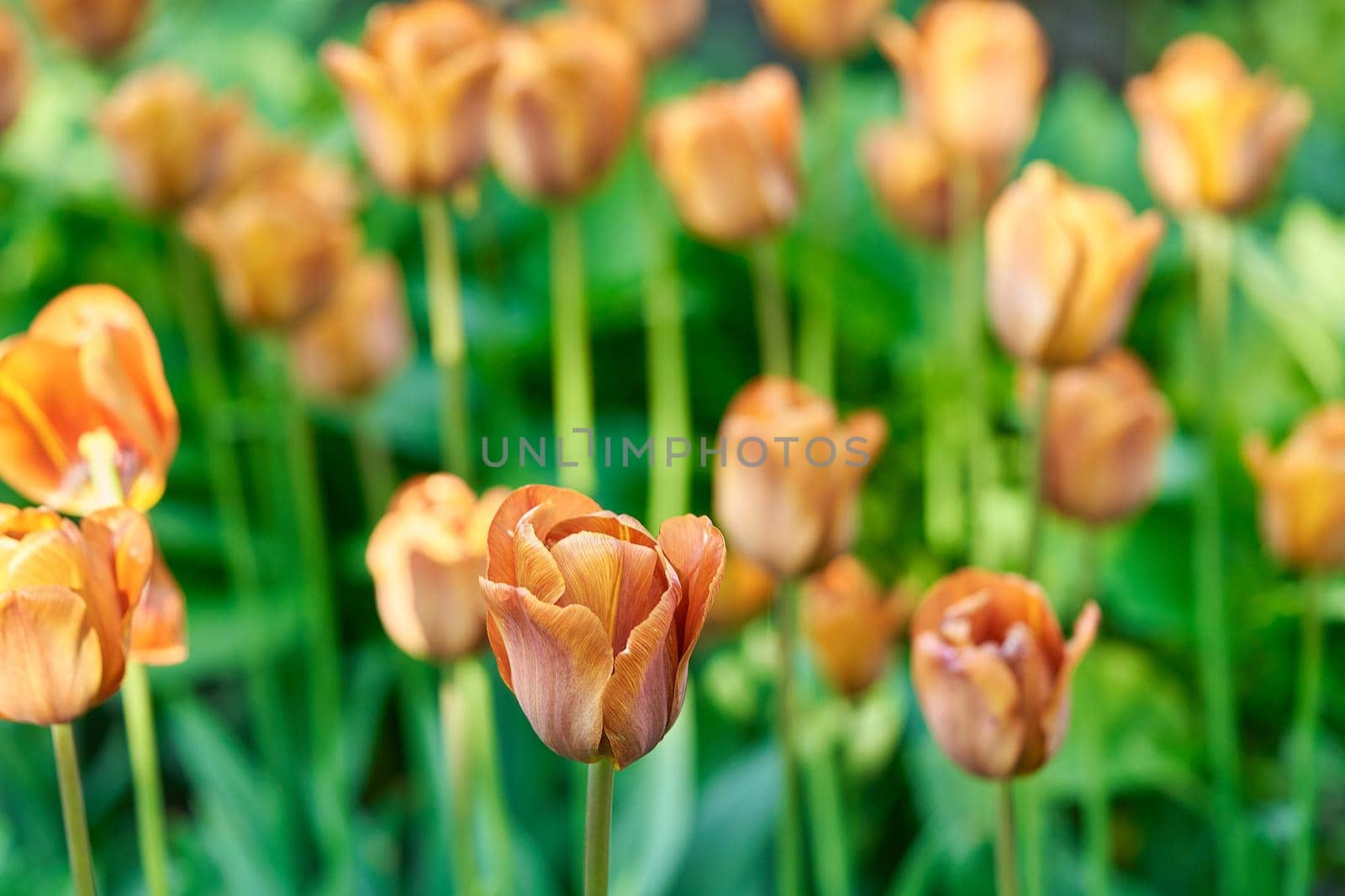 Bright flowers of tulips on a tulip field on a sunny morning, spring flowers tulips