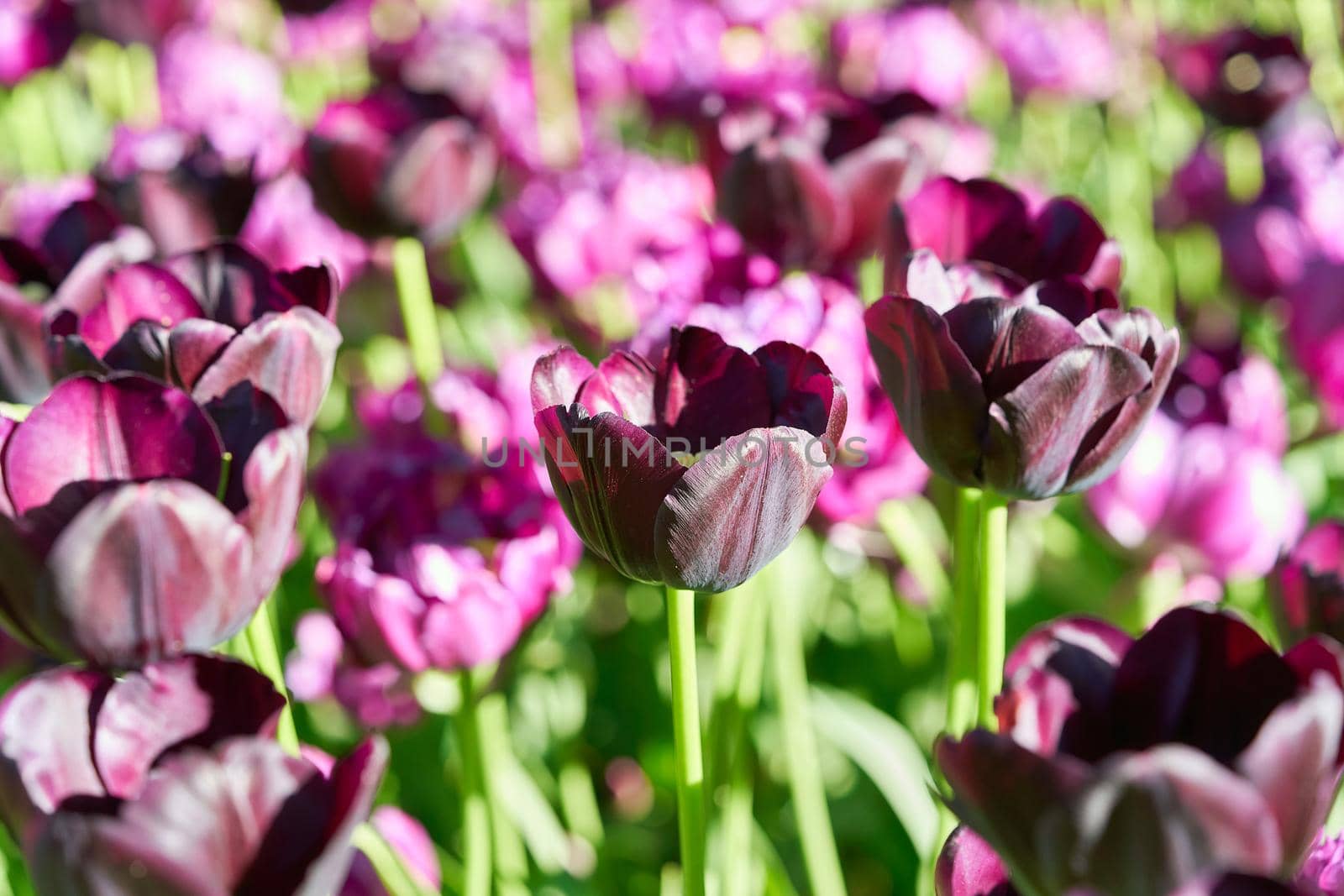 Bright flowers of tulips on a tulip field on a sunny morning, spring flowers tulips