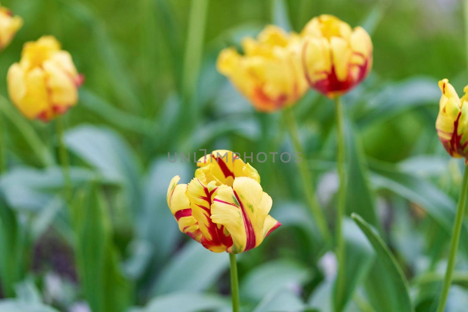 Bright flowers of tulips on a tulip field on a sunny morning, spring flowers tulips