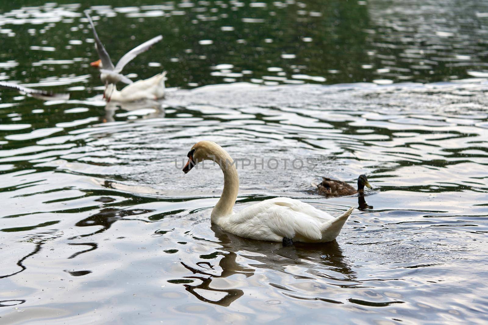 A white swan with a long neck and a red beak floats on the water. Close up