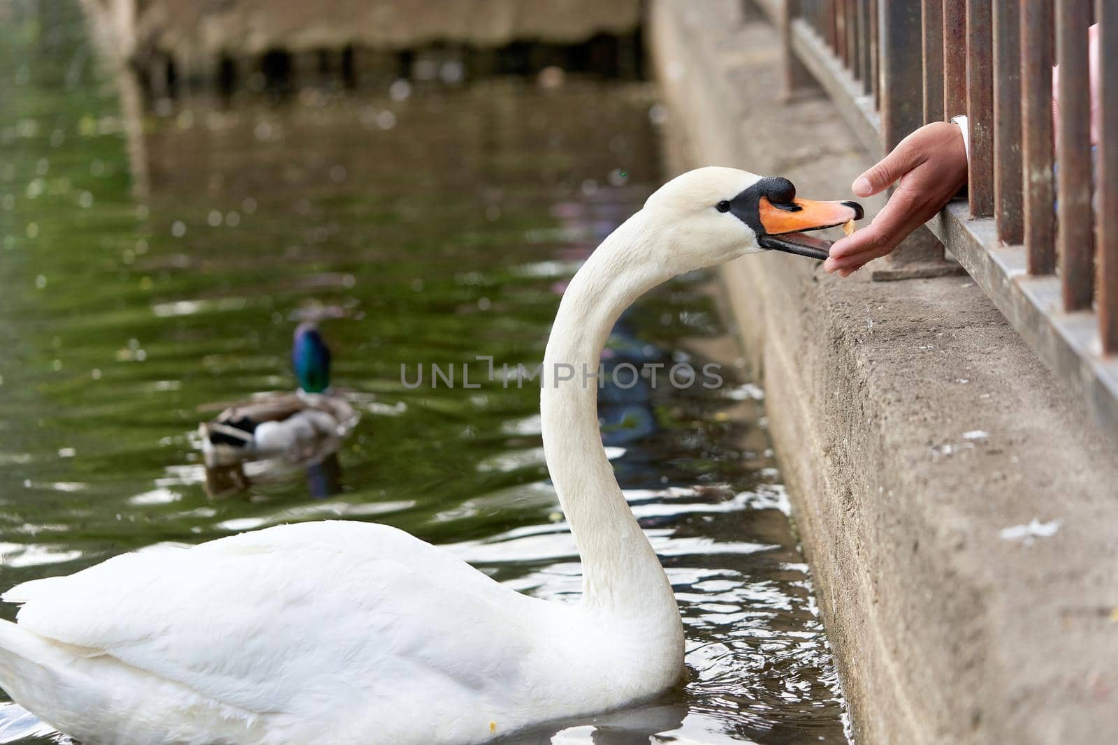 White swan with a long neck and a red beak eats food from hands. Close up