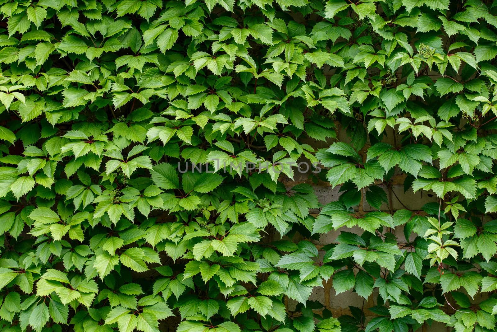 fluu frame flat green background and texture of wild grape leaves on wall.