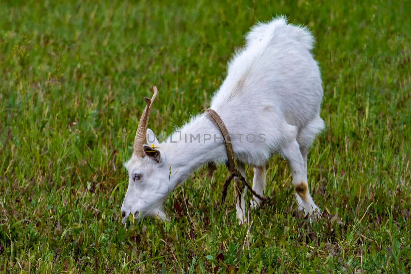 White goat grazes on green lawn. Outdoors, day light front view. by Essffes